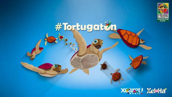 Lizzysa's tweet photo. Por cada tuit con hashtag #Tortugatón se aporta $1MXN a la Conservación de Tortugas Marinas de #ExperienciasXcaret http://t.co/h1BZCyZeCo