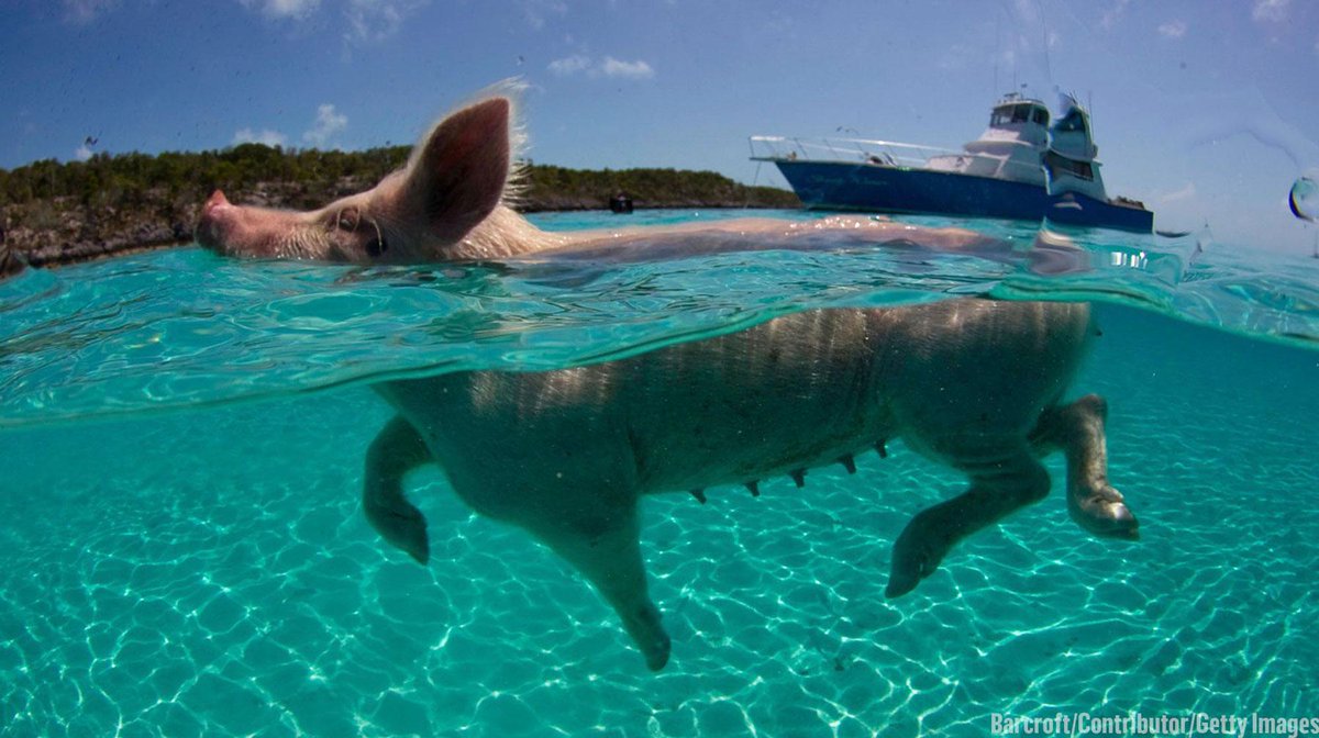 Discovery's tweet photo. There's an island in the Bahamas full of adorable swimming pigs >> http://t.co/49xxo0uayh #WeirdAnimalWednesday http://t.co/zk3nJA7ndV