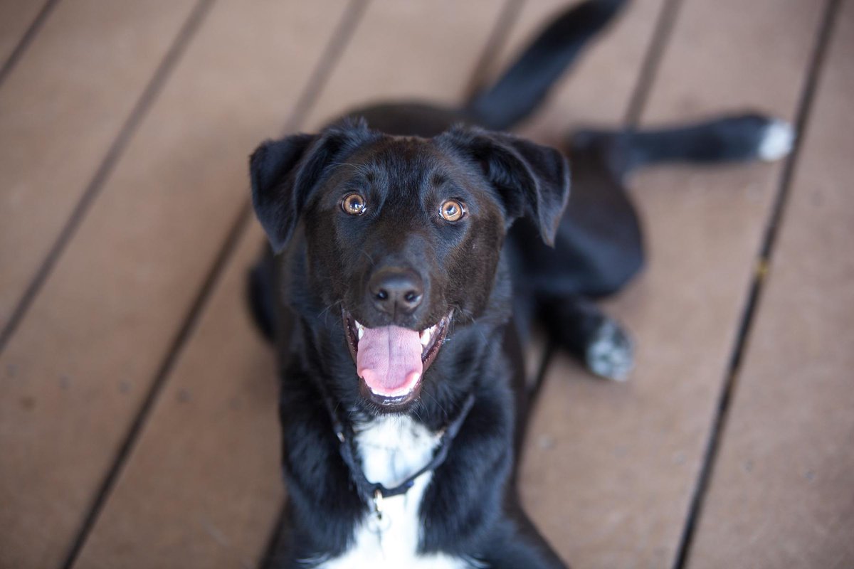 PAWSChicago tweet picture