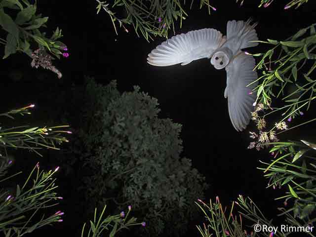 Embedded image permalink