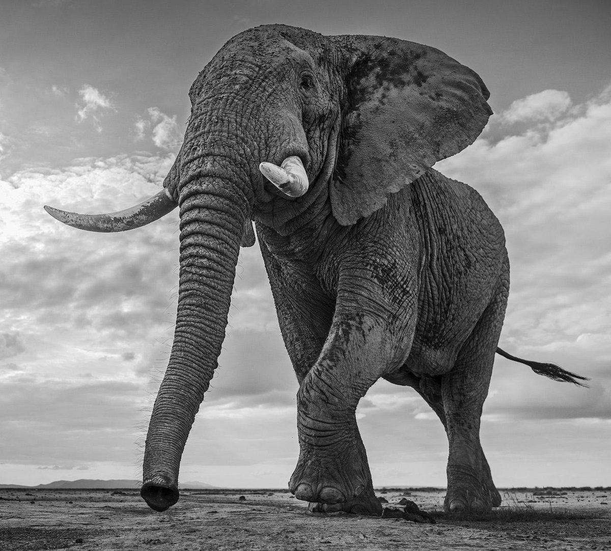 David_Yarrow's tweet photo. Released for #WorldElephantDay. It is a powerful image no doubt, but an even more powerful animal we must protect. http://t.co/jKIE4HYH1P