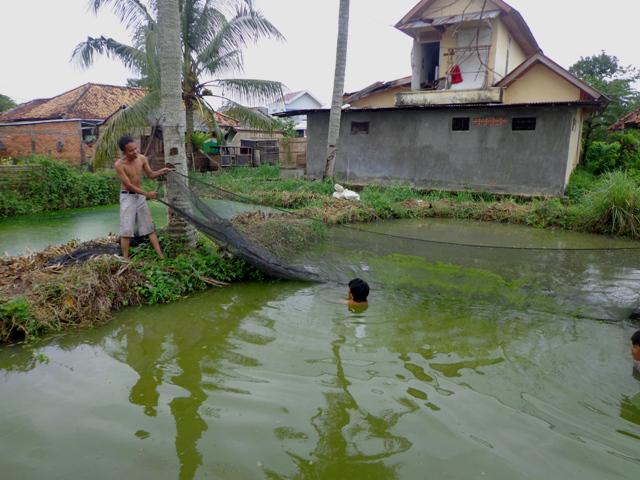 Susanto tidak sabar untuk mendapatkannya, dia nyebur gitu deh. Sekalian mandi #MantapManiaMancing