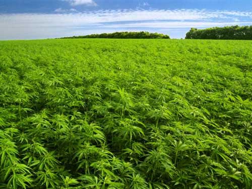 Los #alemanes fijan en su agenda el tema de la #marihuana bit.ly/1f86gRA