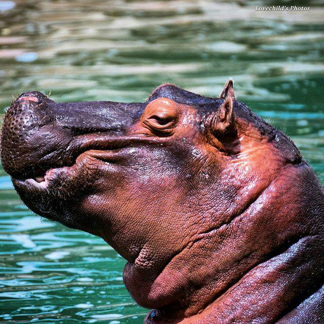 Lovechildx's tweet photo. Humm?? Maybe I am a hungry, hungry #Hippo. 😕😆😂 #obelis http://t.co/lvLYdWfi91
