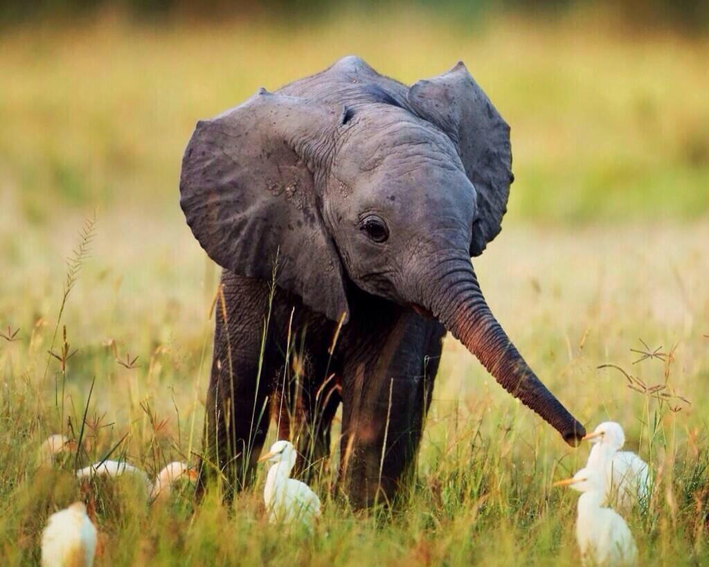 DanielleBFranz's tweet image. It's good to be a republican. 🐘🇺🇸 #WorldElephantDay