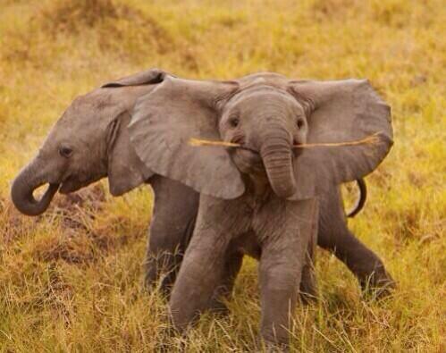 DanielleBFranz's tweet image. It's good to be a republican. 🐘🇺🇸 #WorldElephantDay