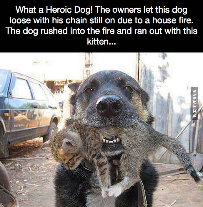 What A Heroic Dog! 
9gag.com/gag/a2qWVeE?re…