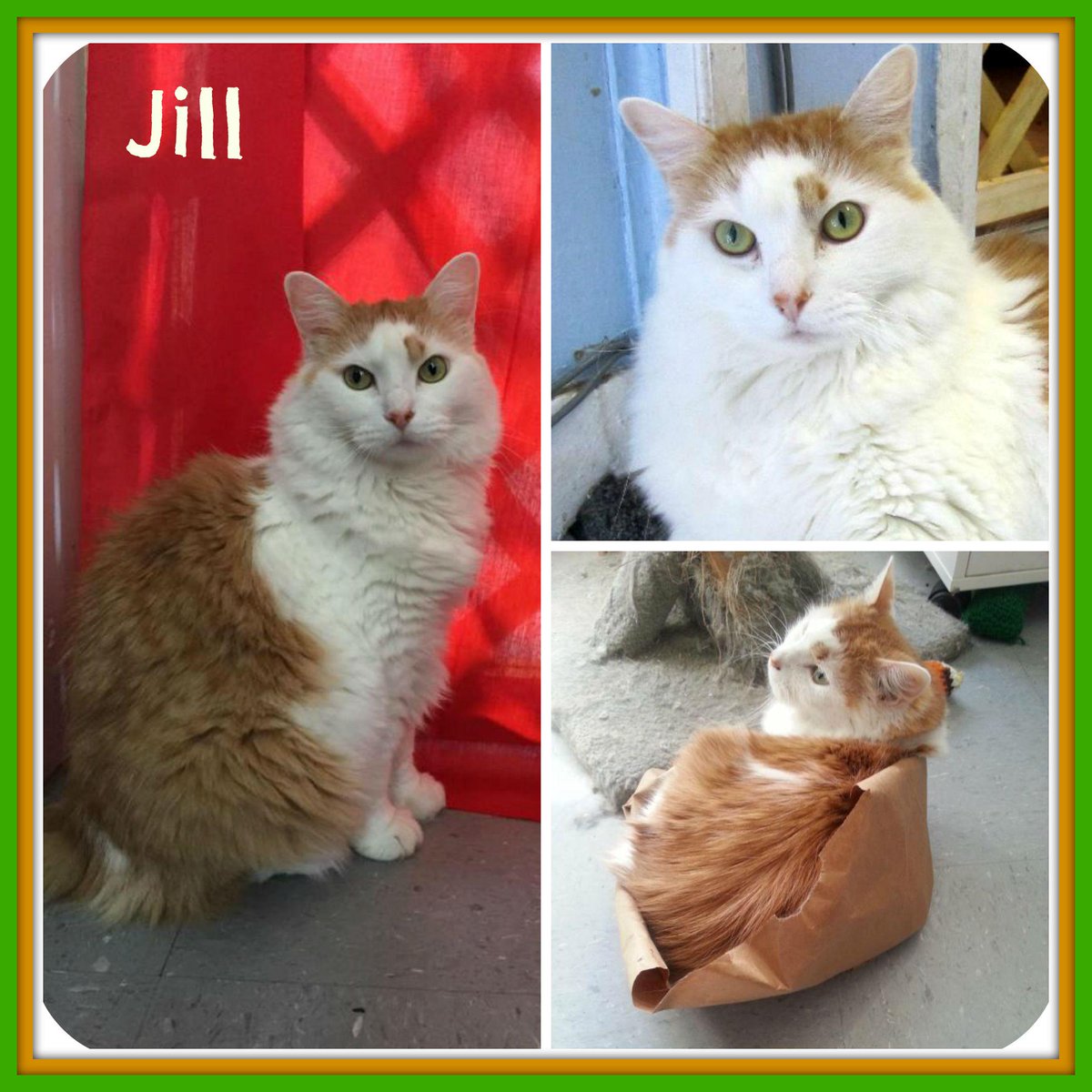 Alley Cat Rescue (@saveacatorg) | Twitter
