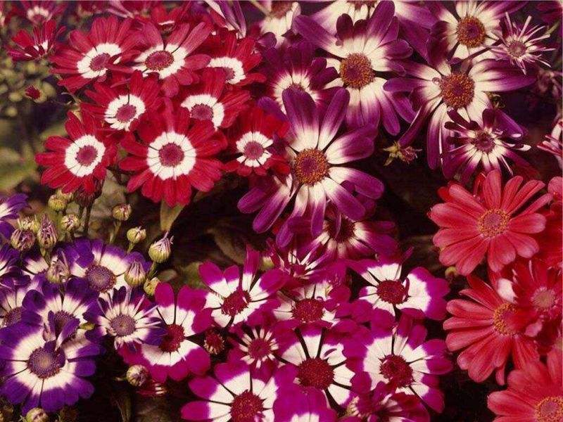 #nujardin #florist #flowers