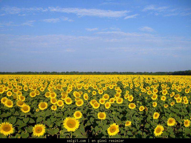 #nujardin #florist #flowers