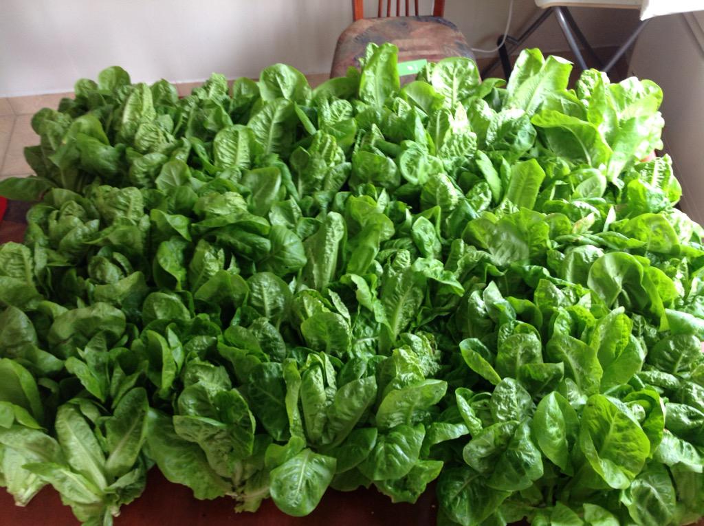 Ingeniusfarms's tweet photo. We just finished harvesting the salad fence and got a nice 110 mini heads out of it! #verticalfarming #food #SDGs http://t.co/6FDZ2xaxPW