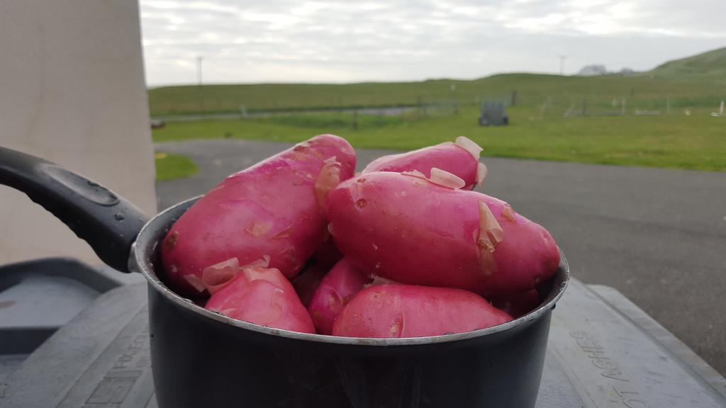 AngusBMacNeil's tweet photo. you have got to like a good potato ...fresh from machair sand #blasda http://t.co/halzt7xNUp