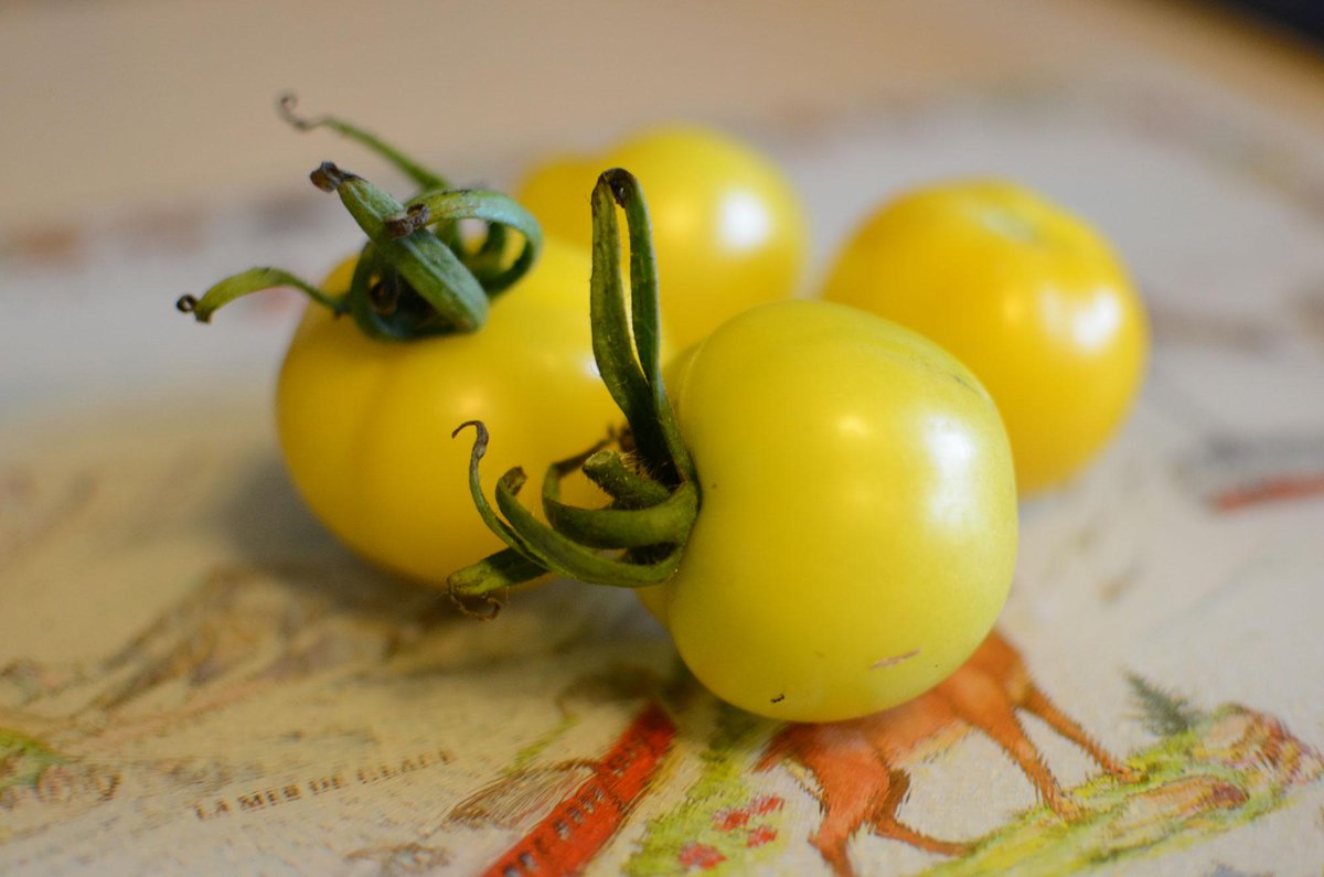 My first Golden Sunrise tomatoes