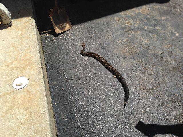 Police say a venomous timber rattlesnake was seen outside of the United Community Bank in Blairsville, GA.