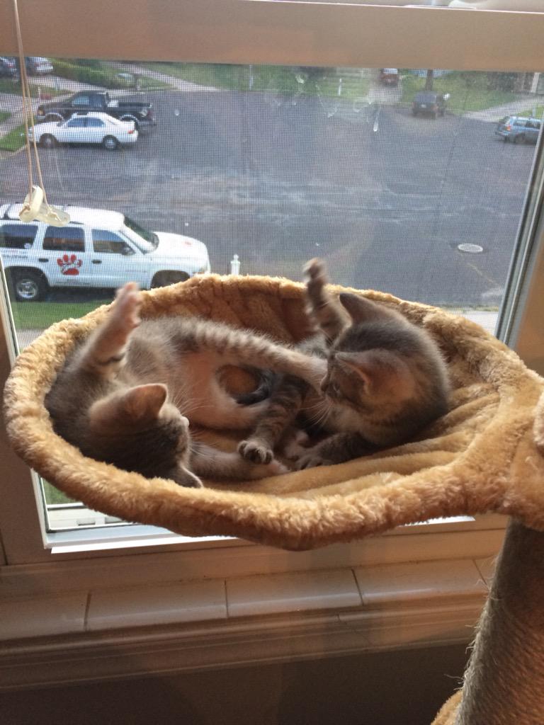 kellyrose6's tweet photo. #firekitten playtime in the new kitty condo! #redpawfoster #rp2 #fosterspettoday @Knarf231 @RedPawRelief #redpawteam http://t.co/GaEJ1C3EvI