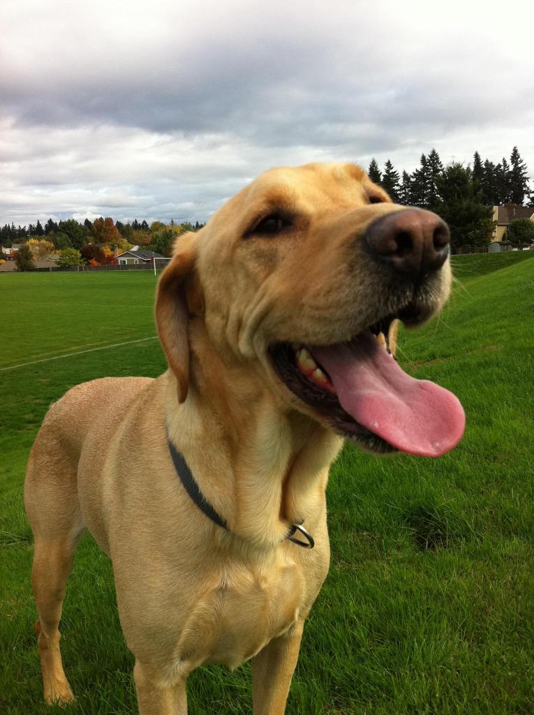 HoustonPaige's tweet photo. Houston!! Please help me find this dog! His tags aren't updated! Missing in Dunlavy/Shepherd/wGray/Westheimer area http://t.co/zHw5tJInix