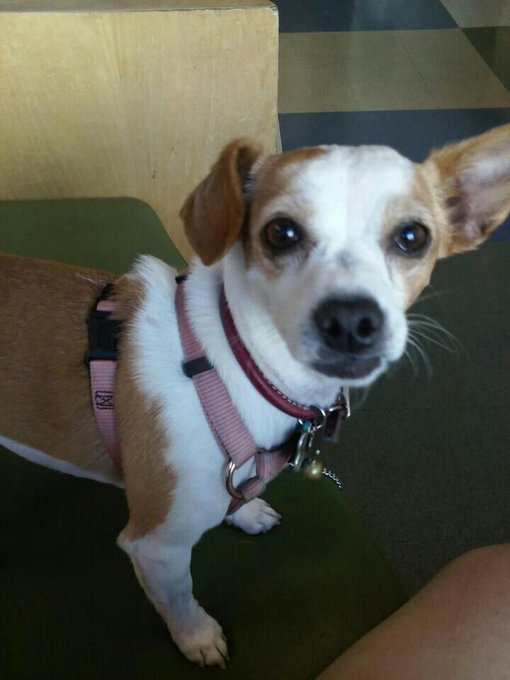 Puppy is not well. Plz pray for him😞 (@ Pets Unlimited in San Francisco, CA) https://t.co/Vu84eXD15x<a href="/tag/sex"class="tags"><span>#sex</span></a>