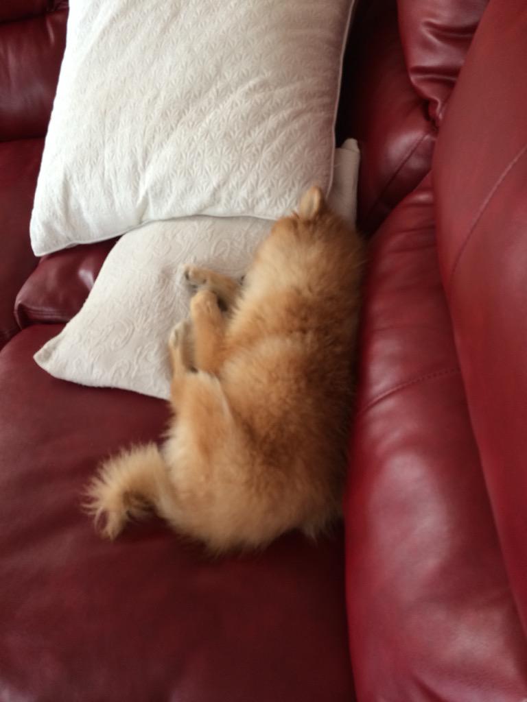 oodabar's tweet photo. He be sleeping, I be peeping👀 http://t.co/f6Nkwy3tLL