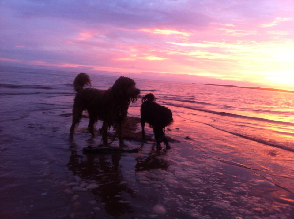walshie1972's tweet photo. Another walk on the beach with the pups #cottagelife http://t.co/ZdEUtmS1vo