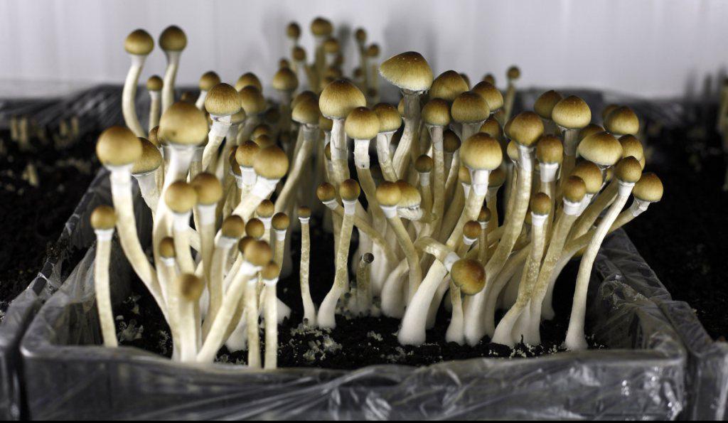 Techguruji's tweet photo. Russia bans all of Reddit over a single ‘shroom thread http://t.co/EReULVTYfm http://t.co/0zkjoIvqyW