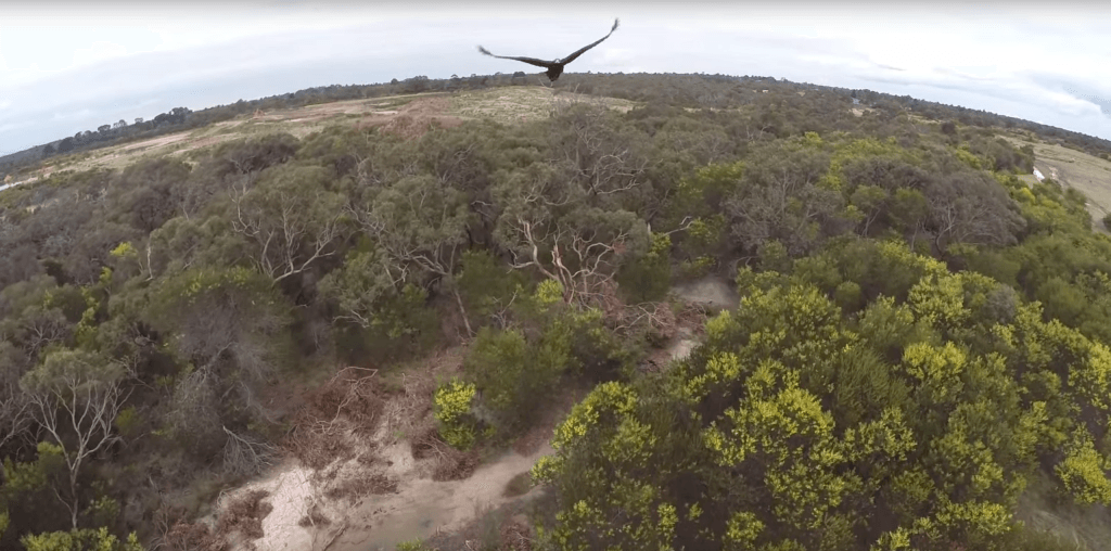 Techguruji's tweet photo. Eagle takes umbrage with interloping drone http://t.co/QJEXrXUY7Q http://t.co/9lopqNtMtz