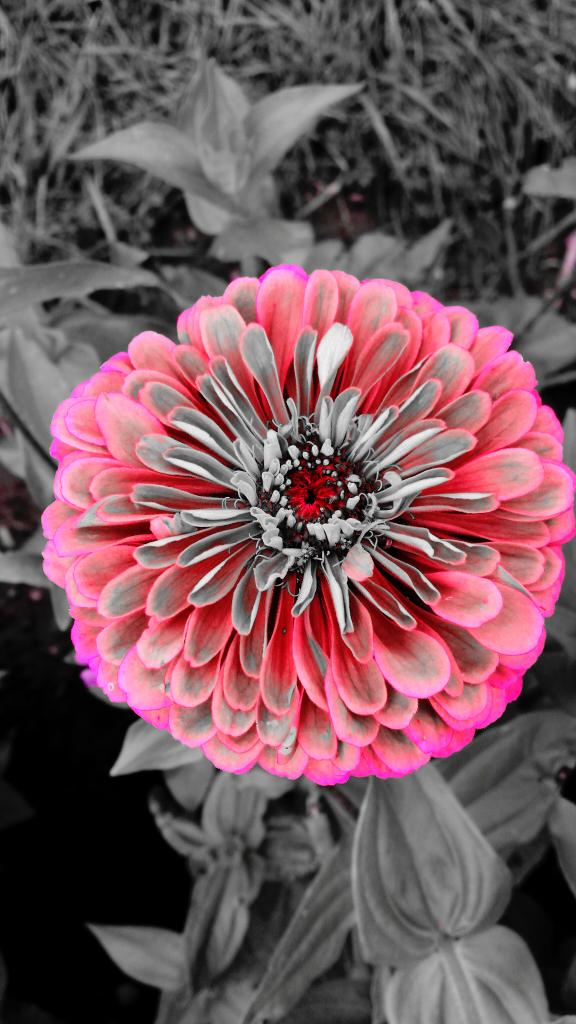 LoueyLush's tweet image. Take your pic! #cameraedit #coloredit #colorenhancement #guelph #royalcity #guelphonography #flowers #nature #spirit