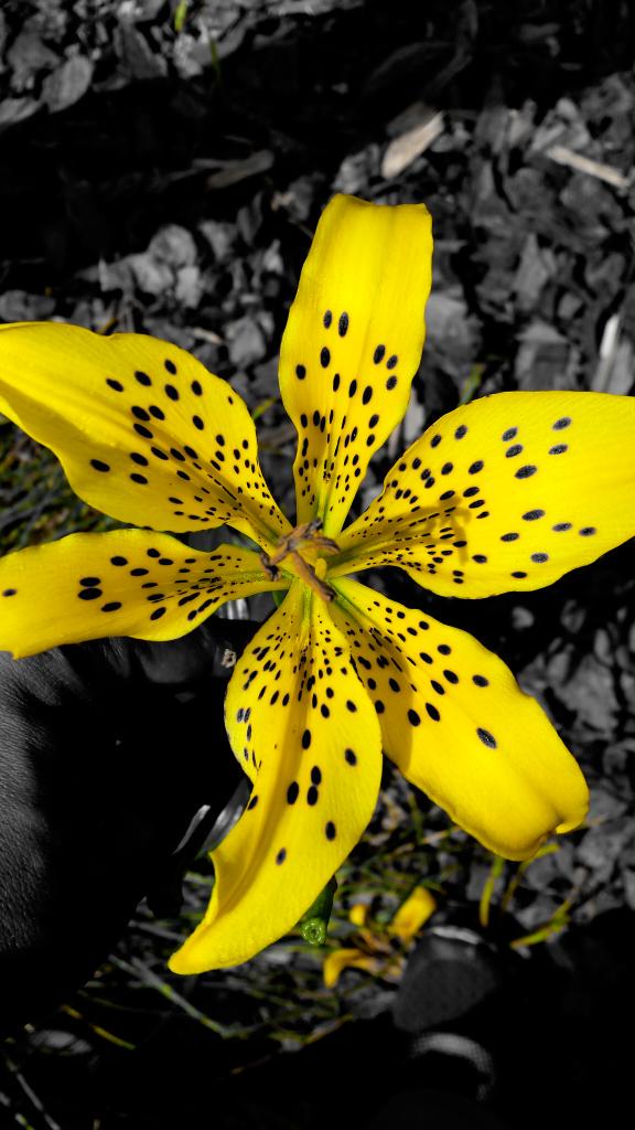 LoueyLush's tweet image. Take your pic! #cameraedit #coloredit #colorenhancement #guelph #royalcity #guelphonography #flowers #nature #spirit