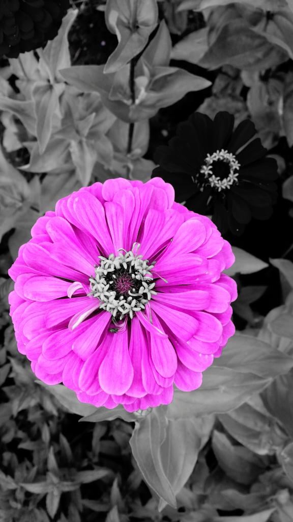 LoueyLush's tweet image. Take your pic! #cameraedit #coloredit #colorenhancement #guelph #royalcity #guelphonography #flowers #nature #spirit