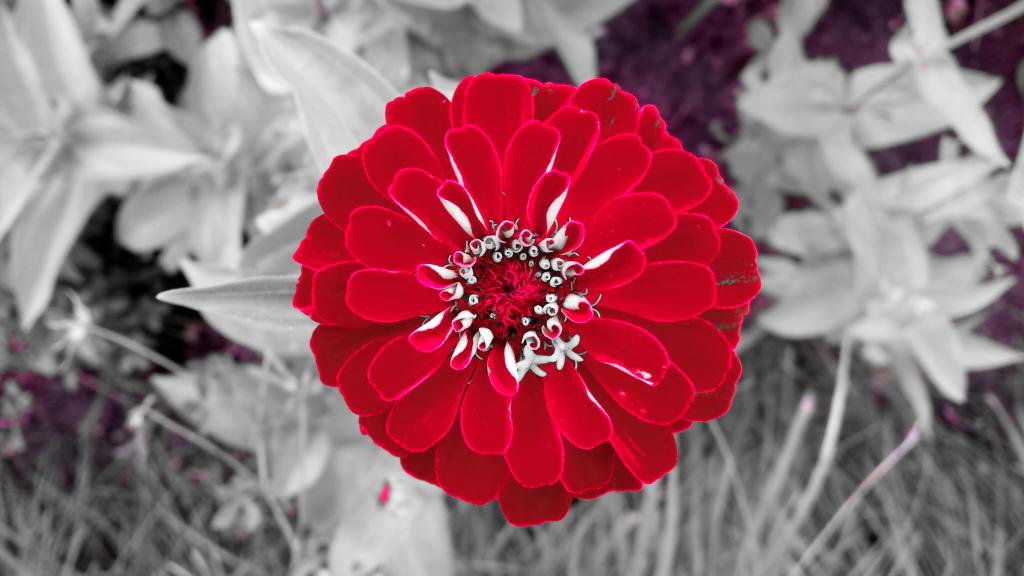 LoueyLush's tweet image. Take your pic! #cameraedit #coloredit #colorenhancement #guelph #royalcity #guelphonography #flowers #nature #spirit