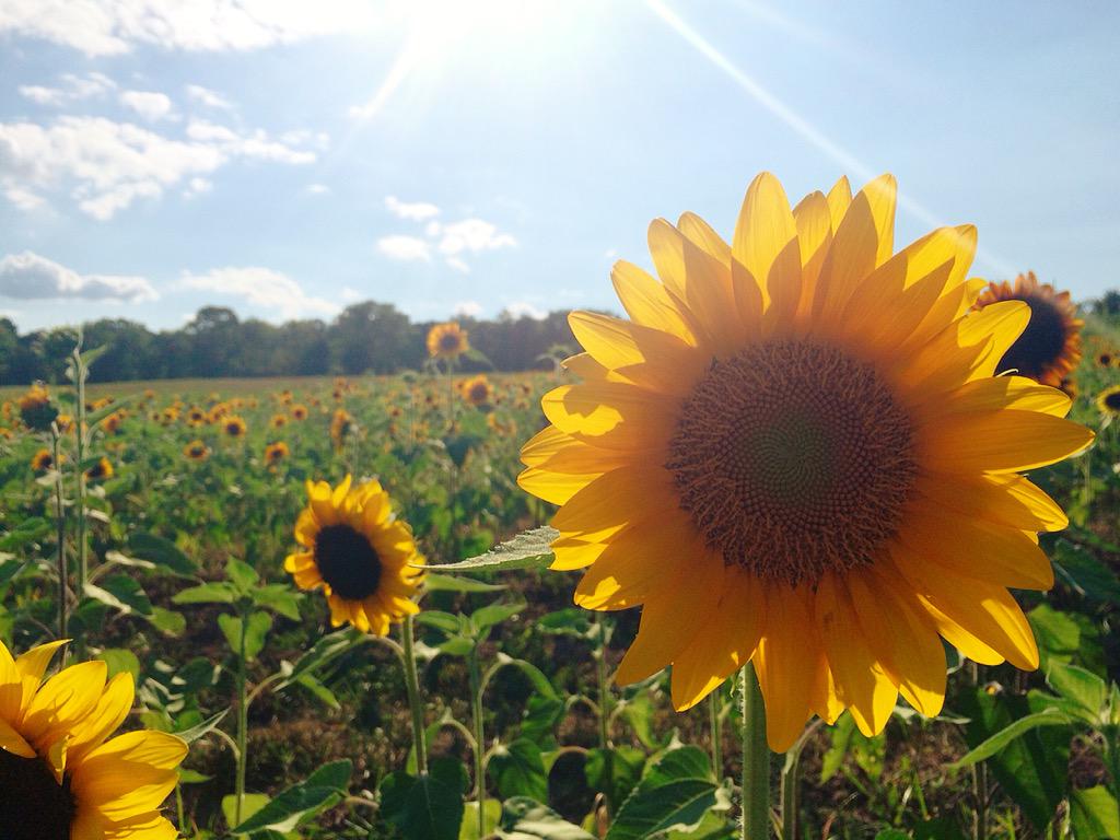 rayyclark9's tweet photo. I have a serious love for sunflowers 🌻🌻 #andthisguy #favoritethings http://t.co/UHHhrmzOLN