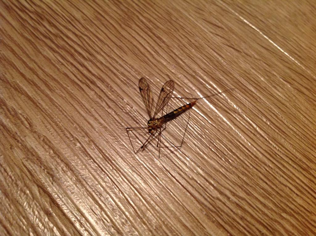 MBosscha's tweet photo. @WageningenUR is dit een ordinaire langpootmug? Kom ze al een paar keer tegen in huis. Zien eruit als echte prikkers! http://t.co/gX9zVtGarP