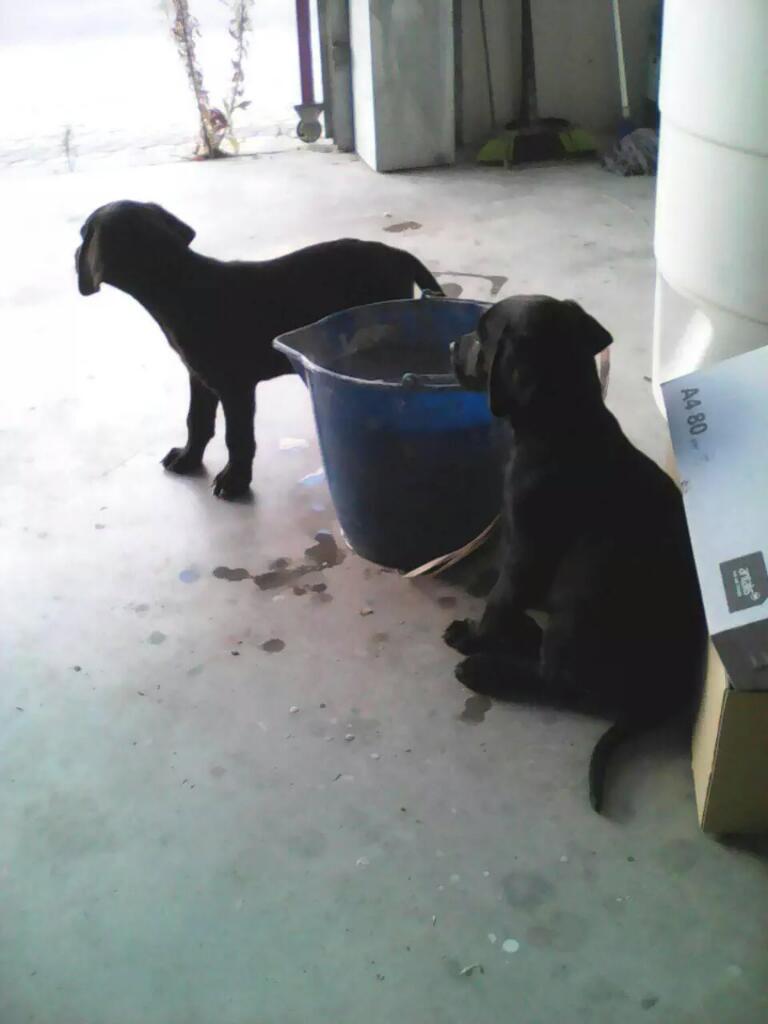REFUGIOLACANDEL's tweet photo. ⚠⚠URGENTEE⚠⚠ A LOS CACHORROS LABRADORES SE LES AGOTA EL TIEMPO! EL VIERNES IRÁN A LA PERRERA! TENEMOS Q EVITARLO⚠⚠ http://t.co/NTbc7qCNwI