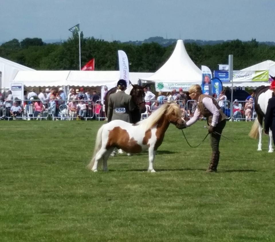 doodleoddle's tweet photo. Another great day out at The Vale of Glamorgan Show - and we came home withe a rosette http://t.co/zUGKFY6D0R