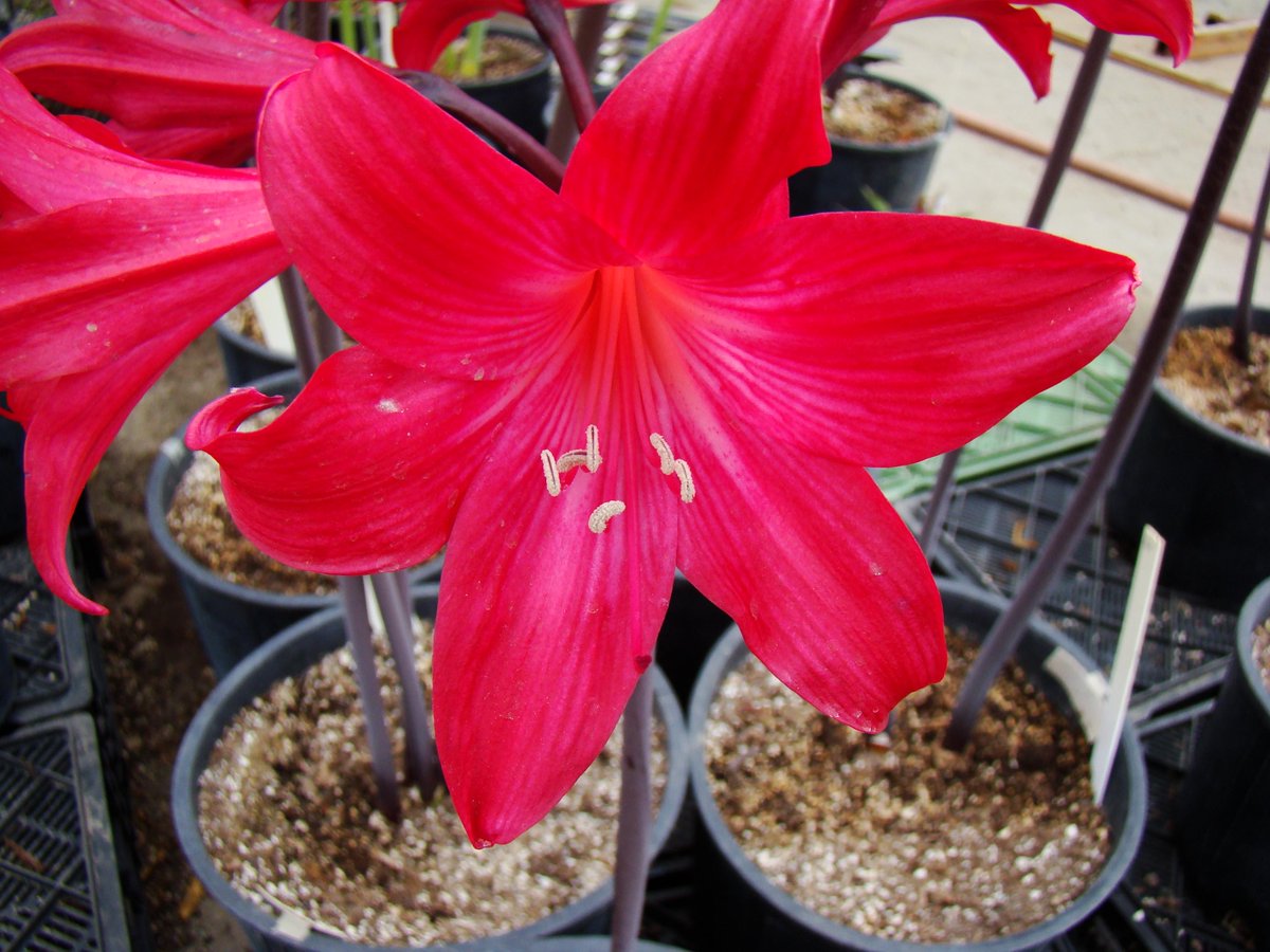 CalBulbs tweet picture