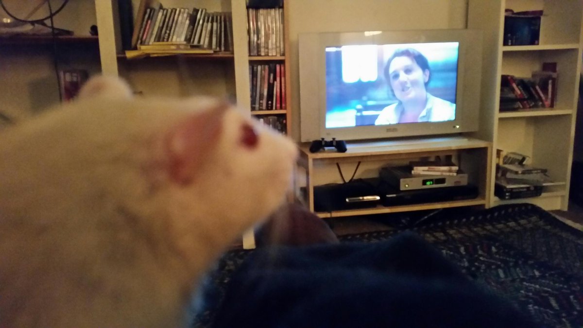TimandraHarknes's tweet photo. In philosophical mood, @RatSocrates watches @BettanyHughes. Because the unexamined life is not worth living. http://t.co/FoLoExlKLT