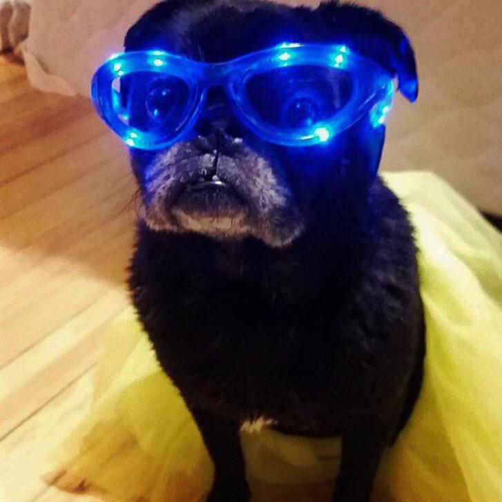 ElectricDonkey1's tweet photo. That awkward moment when your pug looks better in your #ElectricDonkey outfit than you do... ๐๐๐๐ http://t.co/T5wkhv2R13