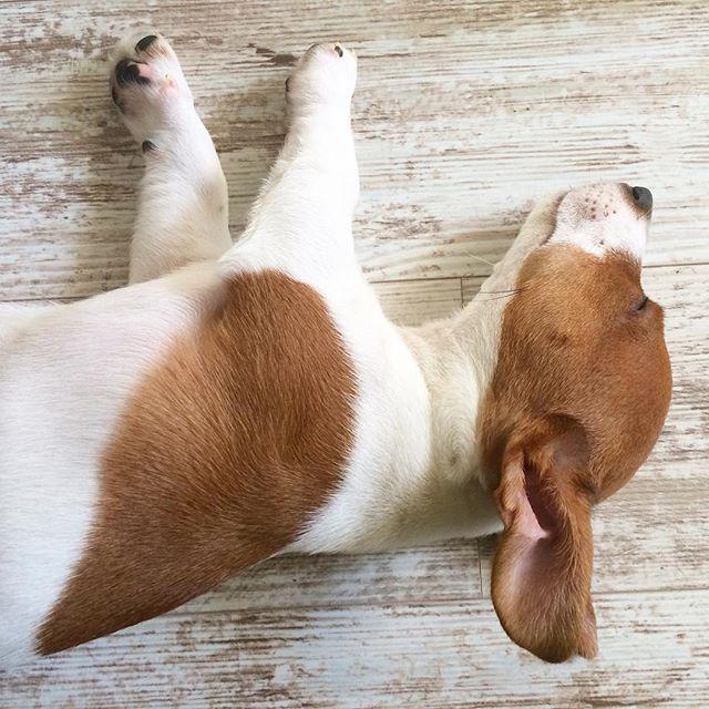 InstaKerch's tweet photo. Рыжая Лиса-Алиса😊😍🐶 #собака #щенок #джекрассел #джекрасселтерьер #dog #jrt #jackrassell #jackrassellterrier #fox #к… http://t.co/rKTNHpysKp