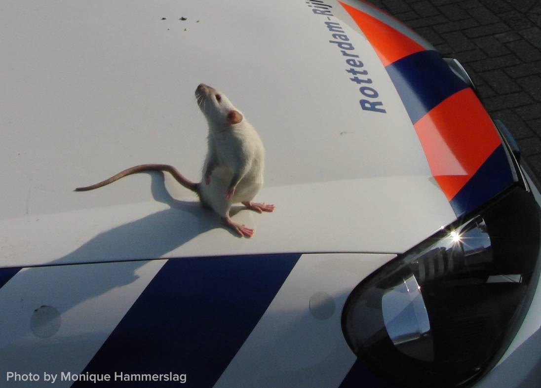 scifri's tweet photo. Three words: 

Crime.
Fighting.
Rats.

http://t.co/sgvEYJ0Q2W http://t.co/mdcMPjwO0y