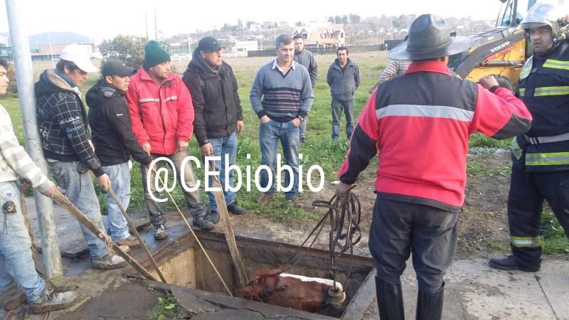 CEBioBio's tweet photo. Concepción, bomberos trabaja en rescate de caballo desde poza inspección eléctrica. Fotos @CEBB_791 http://t.co/QAaK02ip0n
