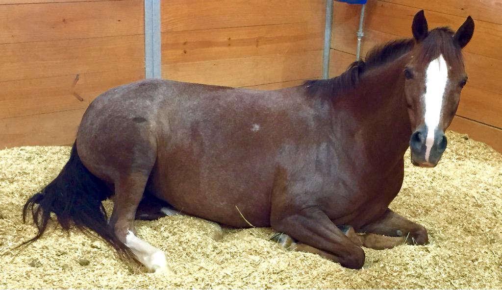 Real_Army_Wife's tweet photo. Somebody is still not ready to get back to work after Pony Finals. 😍😂 #Lazy #Spoiled http://t.co/HYLuLpef8r