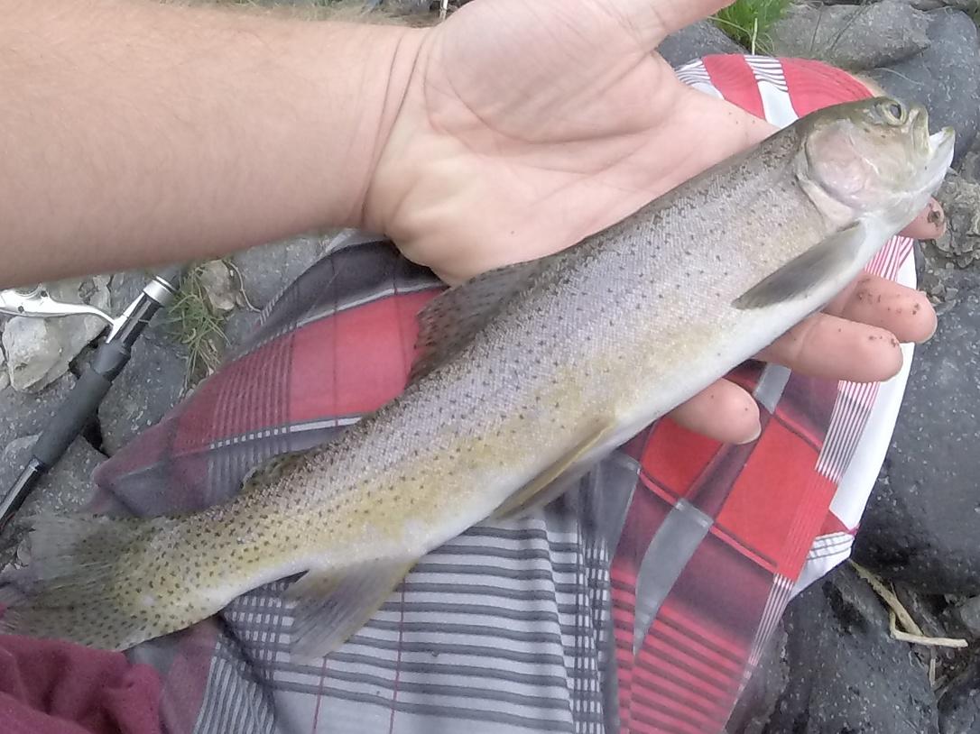 alexmoore174's tweet photo. Slaying some trout! http://t.co/N2z4cJj3iv