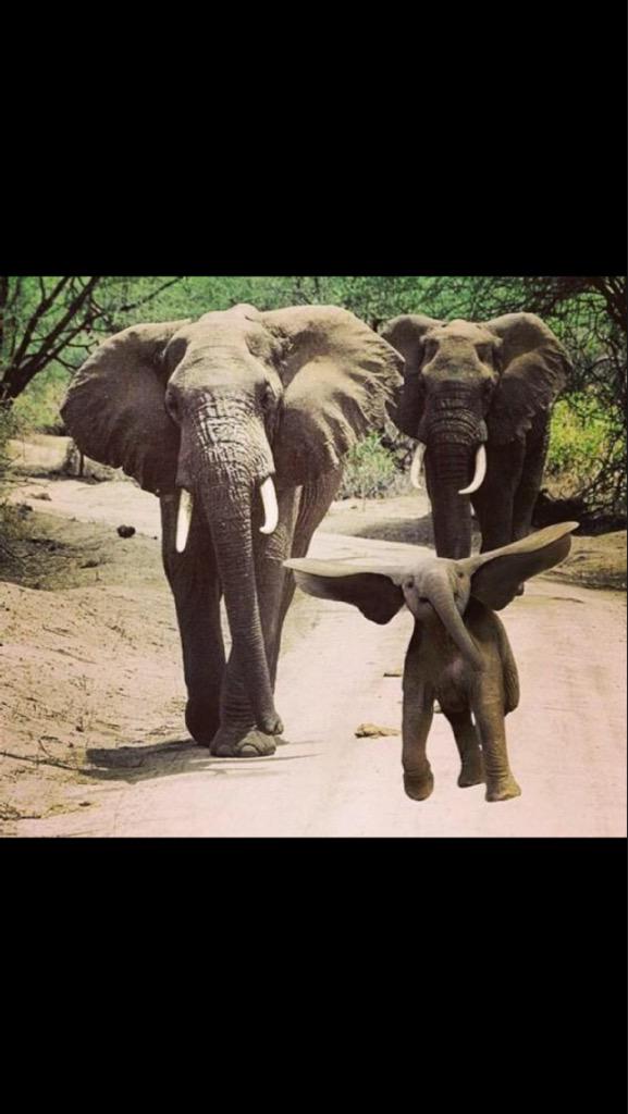 RobynHealey's tweet image. #ElephantDay 🐘