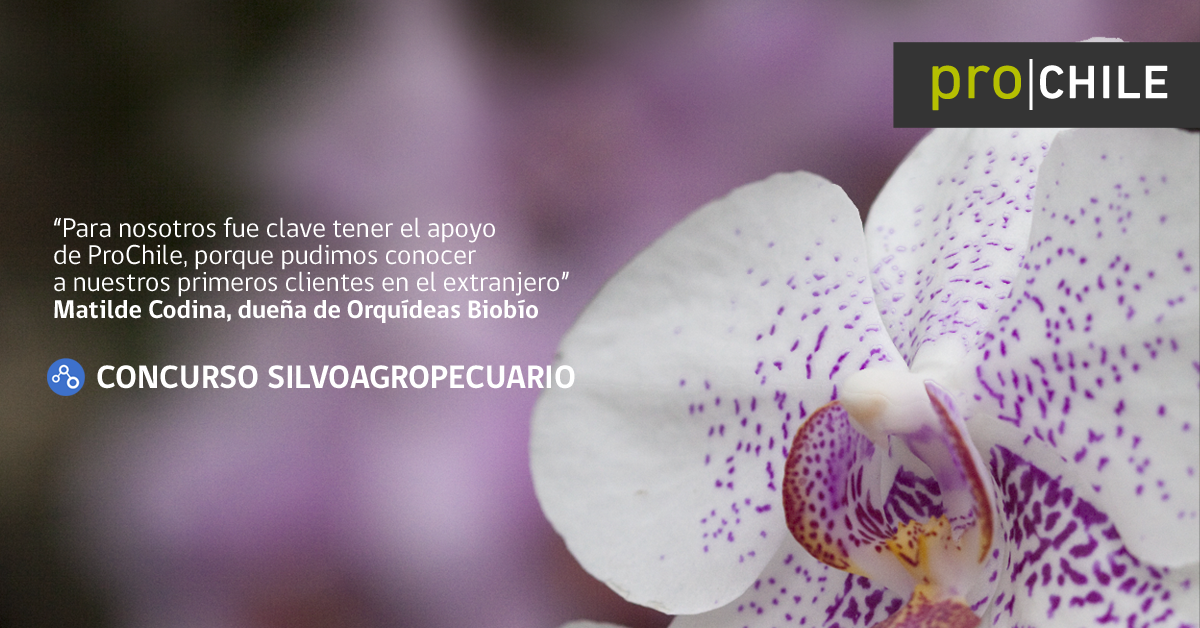 ProChile's tweet image. Si estás exportando o tienes el potencial para hacerlo, postula al Concurso Silvoagropecuario: bit.ly/Concursos2016