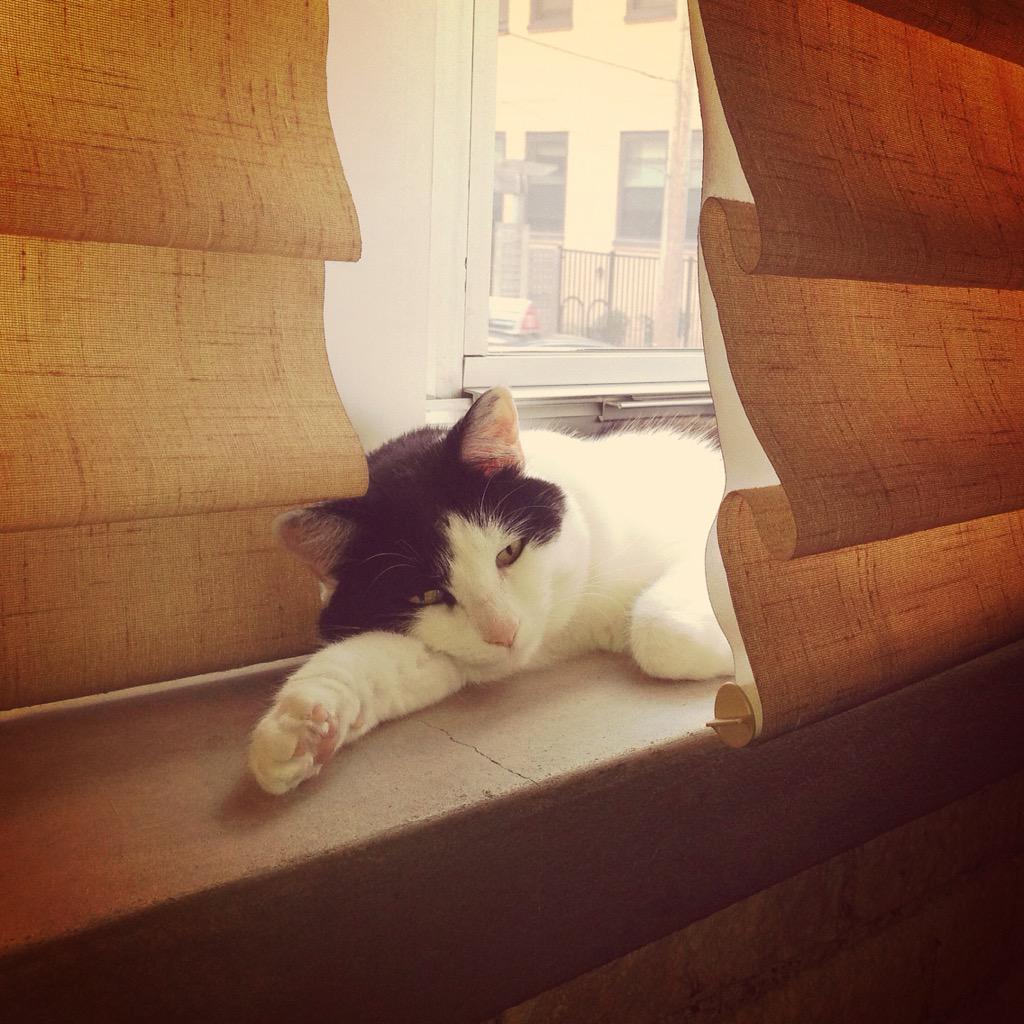 ArbusCat's tweet photo. Mama is going to the Internet Cat Video Festival without me. Sadness. #CatVidFest http://t.co/HcyTVbp4iV