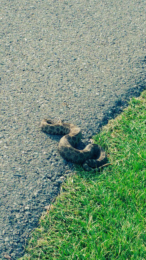 BevCartLife's tweet photo. When the #CritterOfTheDay isn't to cute and fluffy sort... 🐍 http://t.co/4AVpUecuFB