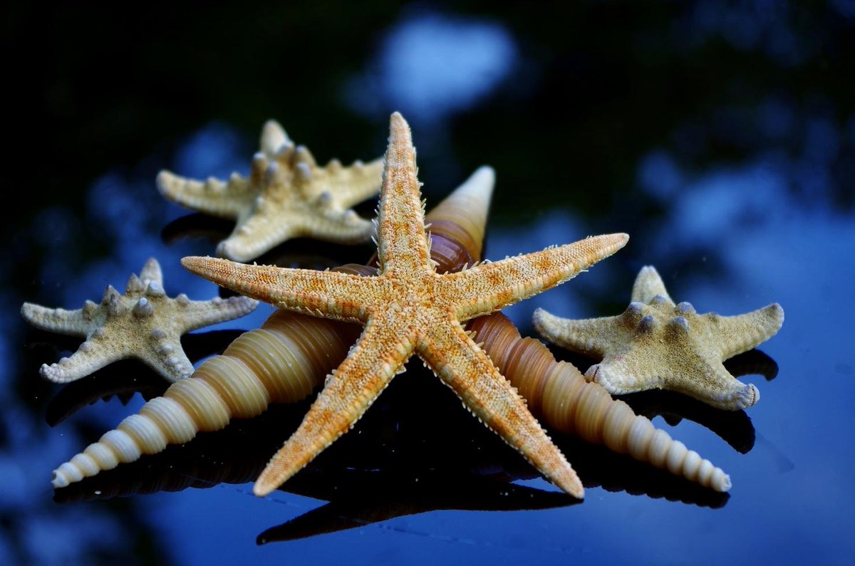 craftshells's tweet image. If you want to start collecting seashells, you should know how to clean and preserve them.

seashellsontop.com/2014/05/12/cle…