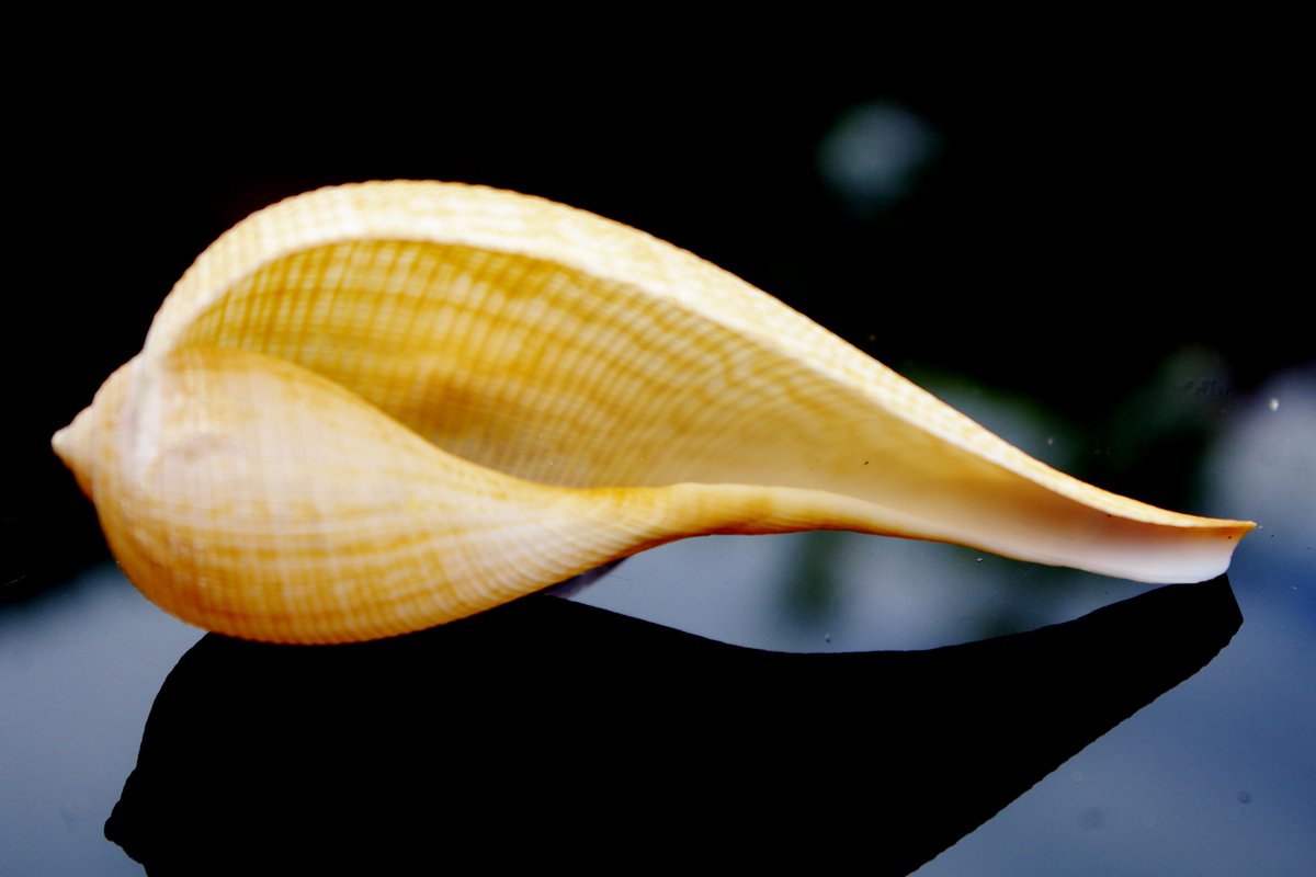 craftshells's tweet image. If you want to start collecting seashells, you should know how to clean and preserve them.

seashellsontop.com/2014/05/12/cle…