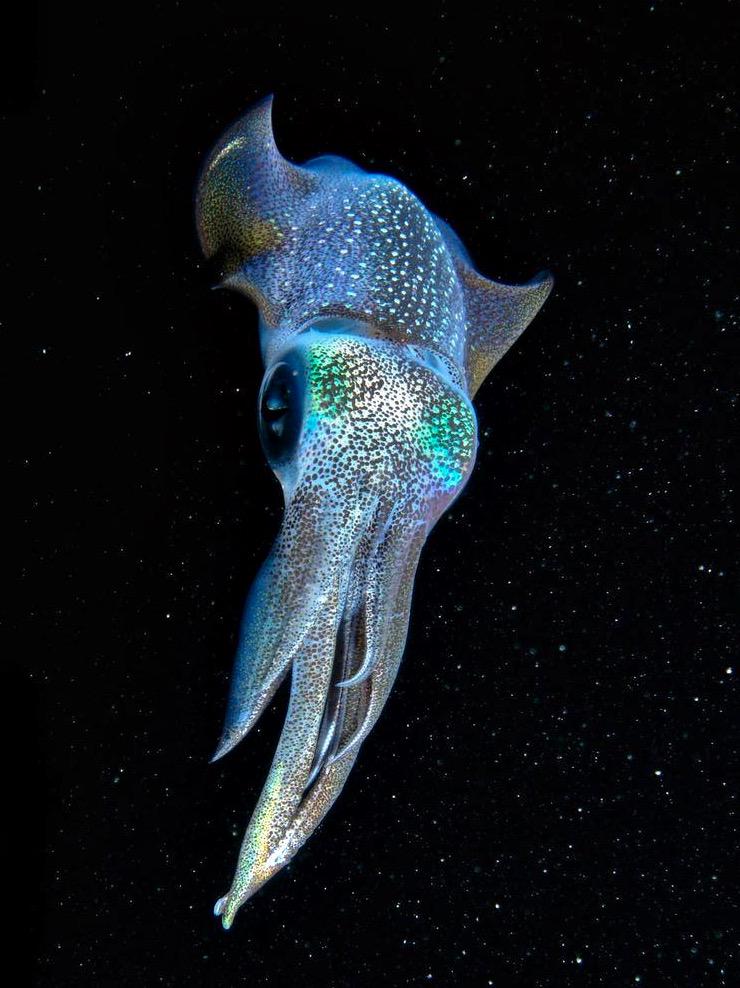 WoahhDudee's tweet photo. The galactic squid, taken off the coast of Okinawa http://t.co/bXVXEG8XNg
