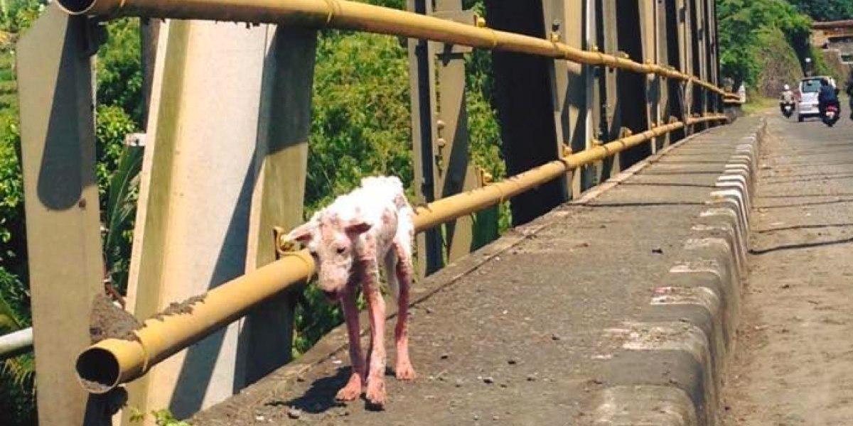 HeftyCo's tweet image. This dog drags itself dying forwards. But what is shown in picture 13 is unbelievable. hefty.co/kelsey-the-dog/