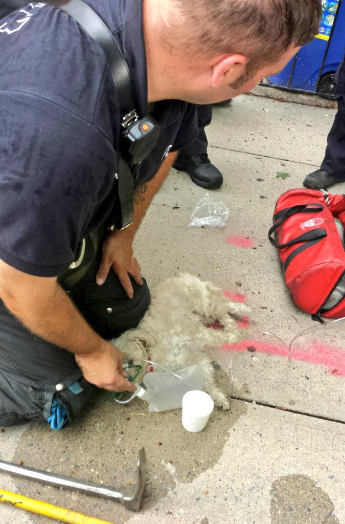 FDNY's tweet photo. Yesterday, #FDNY #Queens #Ladder138 members helped this lucky pup at an all-hands fire; no humans were injured. http://t.co/s9OWIjlzra